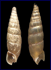 Dextral Cochlodina laminata (Montagu, 1803) 