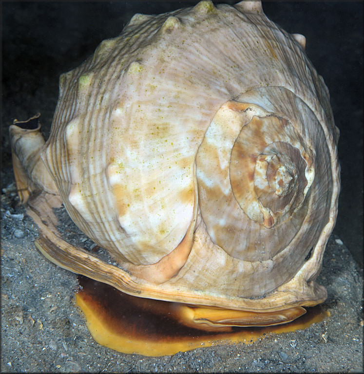 Cassis madagascariensis spinella Clench, 1944 Cameo Helmet