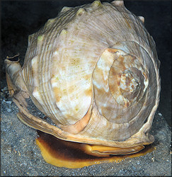 Cassis madagascariensis spinella Clench, 1944 Cameo Helmet