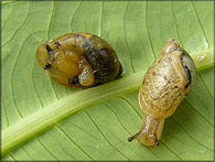 Succinea unicolor Tryon, 1866 Squatty Ambersnail