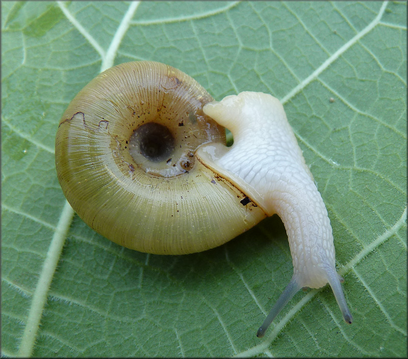 Ancotrema sportella (Gould 1846) Beaded Lancetooth