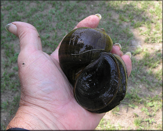 Large snail from the aquatic center lake (88 mm.) (8/4/2006)