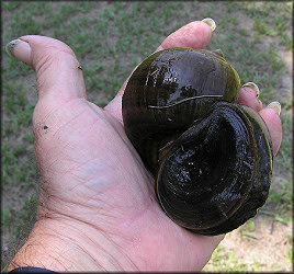 Large snail from the aquatic center lake