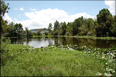 North shoreline of the lake looking south