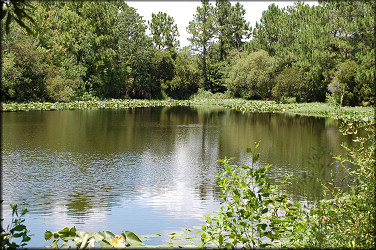 South shoreline of the lake looking north