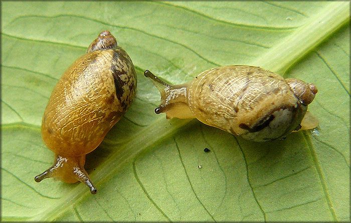 Succinea unicolor Tryon, 1866 Squatty Ambersnail