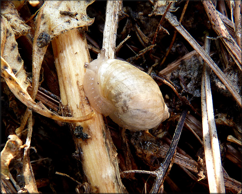 Succinea campestris Say, 1818 Crinkled Ambersnail ? In Situ