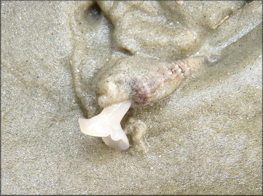 Neoterebra dislocata (Say, 1822) Eastern Auger In Situ