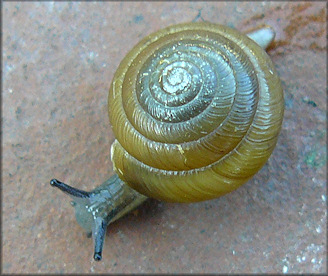 Ventridens collisella (Pilsbry, 1896) Sculptured Dome