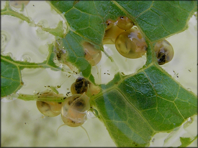 Pomacea hatchlings feeding on Romaine lettuce on 8/5/2007 