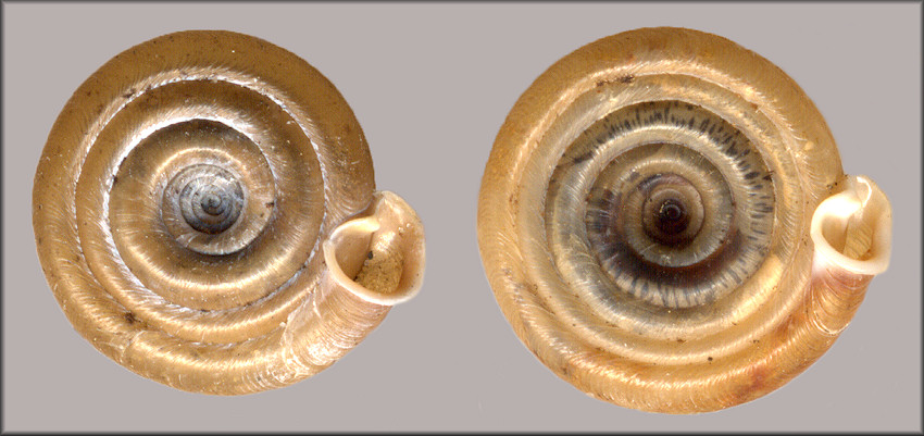 Polygyra septemvolva Say, 1818 and Polygyra cereolus (Mhlfeld, 1816) Comparison