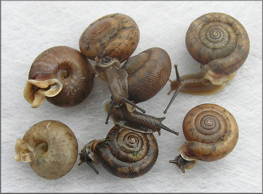 Daedalochila auriculata (Say, 1818) At Bass Haven Station Two