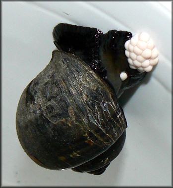 Pomacea diffusa depositing egg clutch