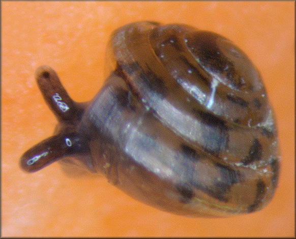 Euconulus species Juvenile