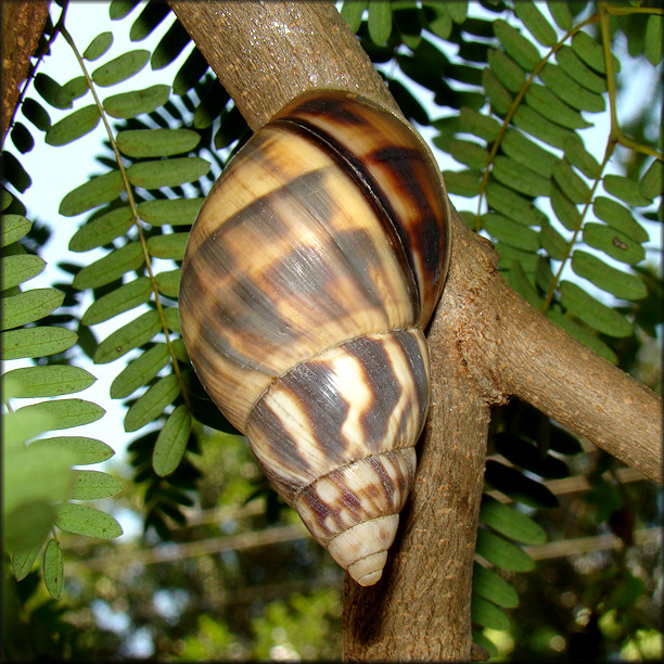 Orthalicus reses reses (Say, 1830) Stock Island Tree Snail