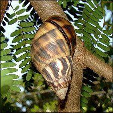 Orthalicus reses reses (Say, 1830) Stock Island Tree Snail