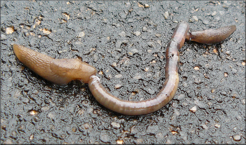 Deroceras laeve (Mller, 1774) Feeding On Deceased Earthworm
