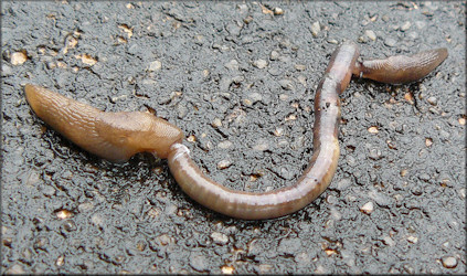 Deroceras laeve (Mller, 1774) Feeding On Deceased Earthworm