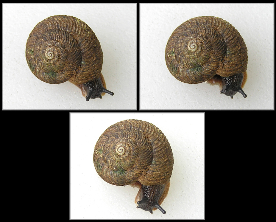  Anguispira strongylodes (L. Pfeiffer, 1854) Southeastern Tigersnail