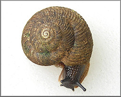  Anguispira strongylodes (L. Pfeiffer, 1854) Southeastern Tigersnail