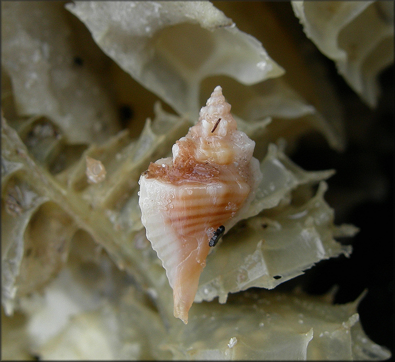 Eupleura sulcidentata Dall, 1890 Sharp-rib Drill