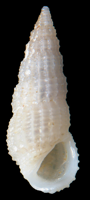Phosinella cancellina (Roln and Fernndez-Garcs, 2010)