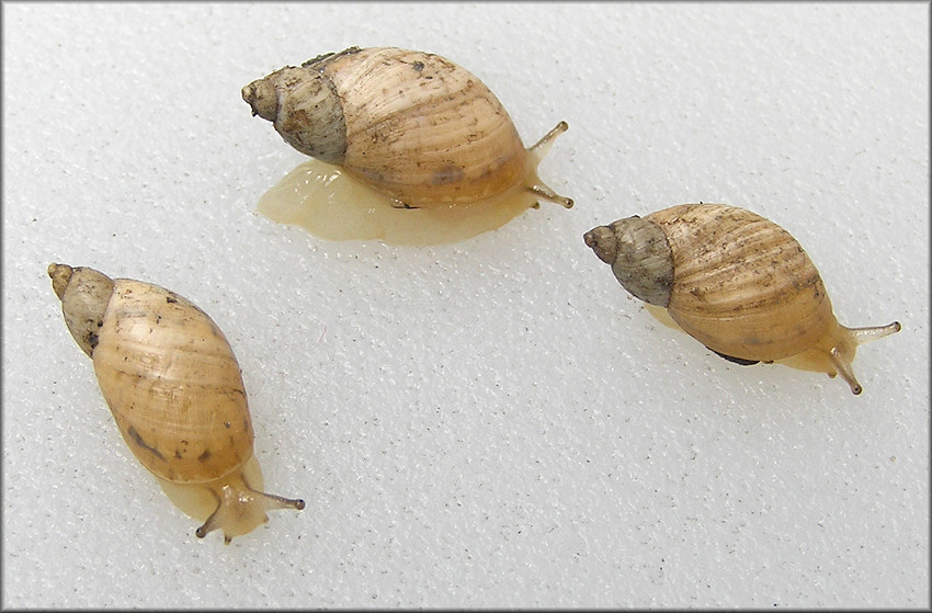 Succinea floridana Pilsbry, 1905 Florida Chalksnail ?l