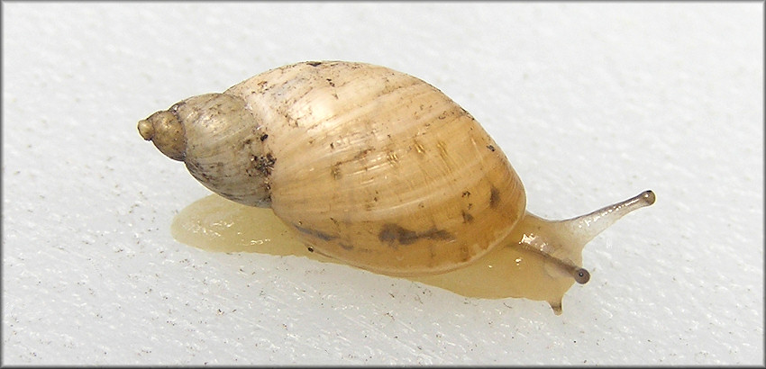 Succinea floridana Pilsbry, 1905 Florida Chalksnail ?