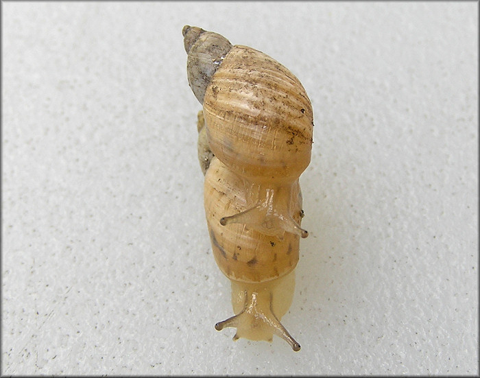 Succinea floridana Pilsbry, 1905 Florida Chalksnail ?