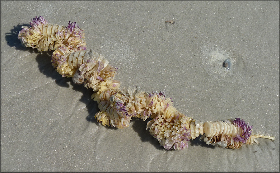 Stramonita haemastoma (Linnaeus, 1767) Florida Rocksnail Eggs