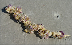 Stramonita haemastoma (Linnaeus, 1767) Florida Rocksnail Eggs Deposited on Whelk Egg Capsules