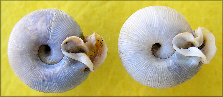 Empty Daedalochila auriculata Shells From Near Turnbull Creek Bridge 11/7/2008