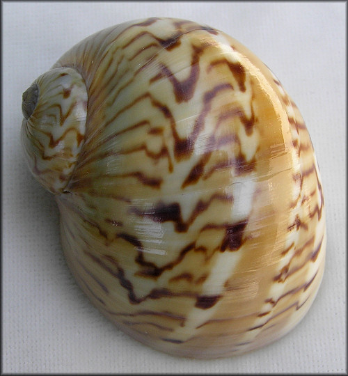 Naticarius canrena (Linnaeus, 1758) Colorful Moonsnail