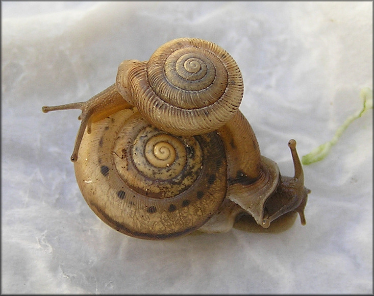 Daedalochila auriculata From Levy County, Florida