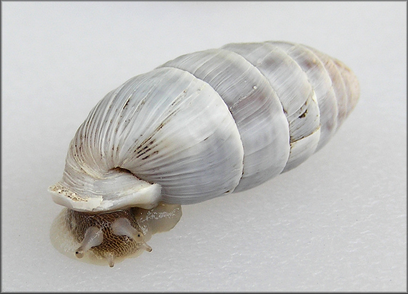 Cerion casablancae Bartsch, 1920  X Cerion incanum (A. Binney, 1851) Hybrids