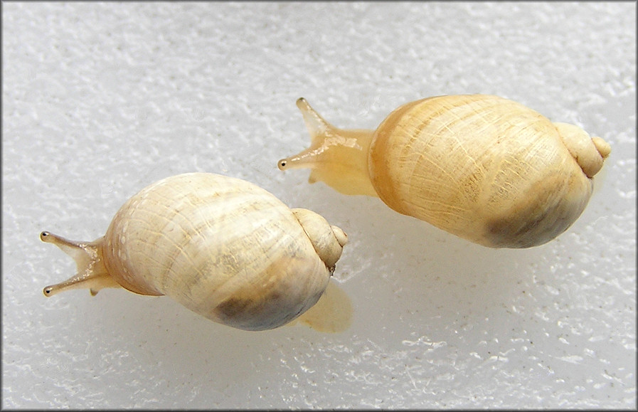 Succinea campestris Say, 1818 Crinkled Ambersnail