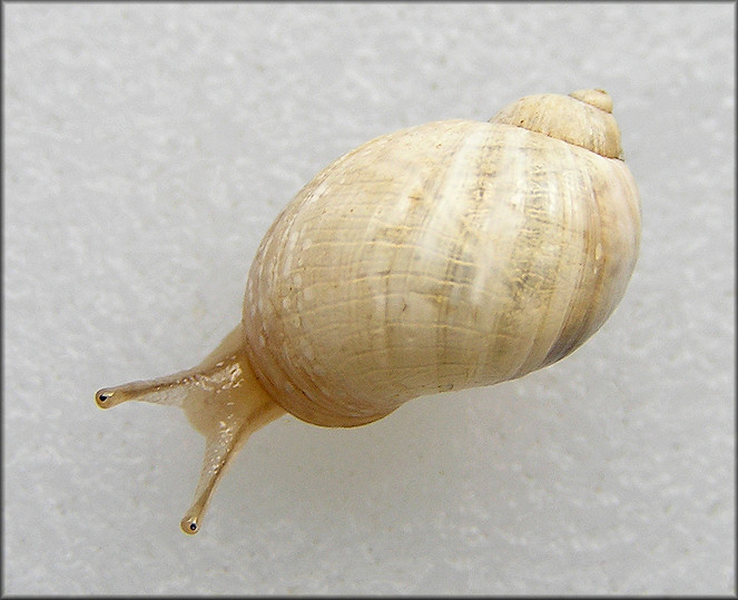 Succinea campestris Say, 1818 Crinkled Ambersnail