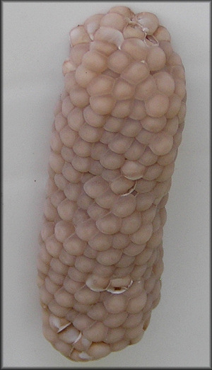 Pomacea diffusa egg clutch