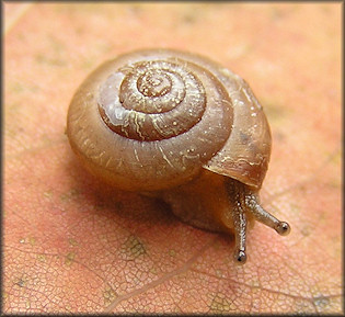 Praticolella jejuna (Say, 1821) Florida Scrubsnail