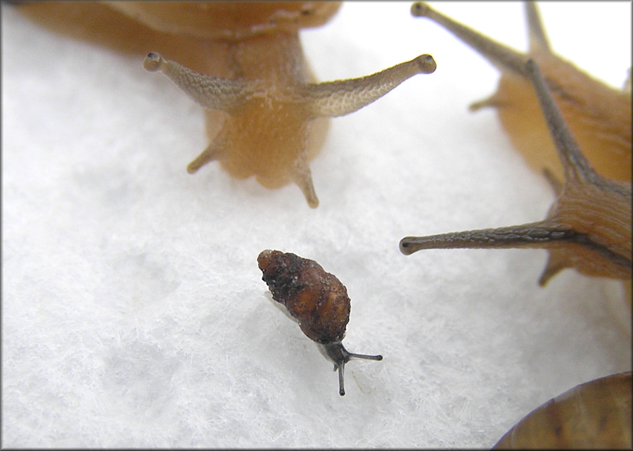 Pupoides albilabris (C. B. Adams, 1841) White-lip Dagger