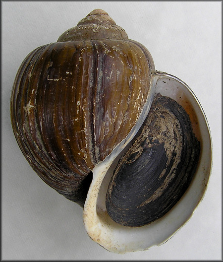 Pomacea urceus (Mller, 1774)