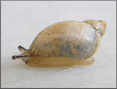 Succinea floridana Pilsbry, 1905 Florida Chalksnail ?