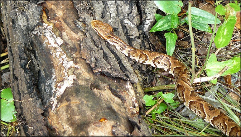 Florida Cottonmouth [Agkistrodon piscivorus conanti] In Roadside Swale At Pacetti Road