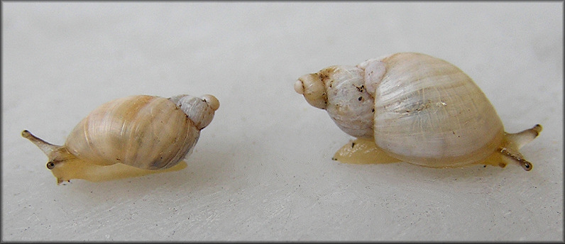 Succinea floridana Pilsbry, 1905 Florida Chalksnail