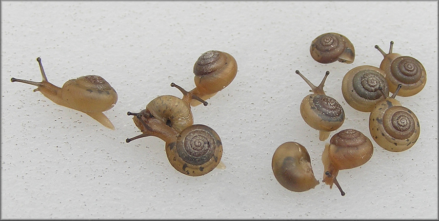 Praticolella jejuna (Say, 1821) Florida Scrubsnail