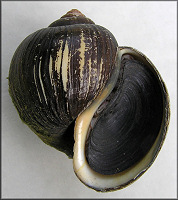 Pomacea urceus (Mller, 1774)