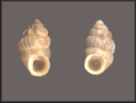 Sinistral Palaina taeniolata hyalina Quadras and Mllendorff, 1894