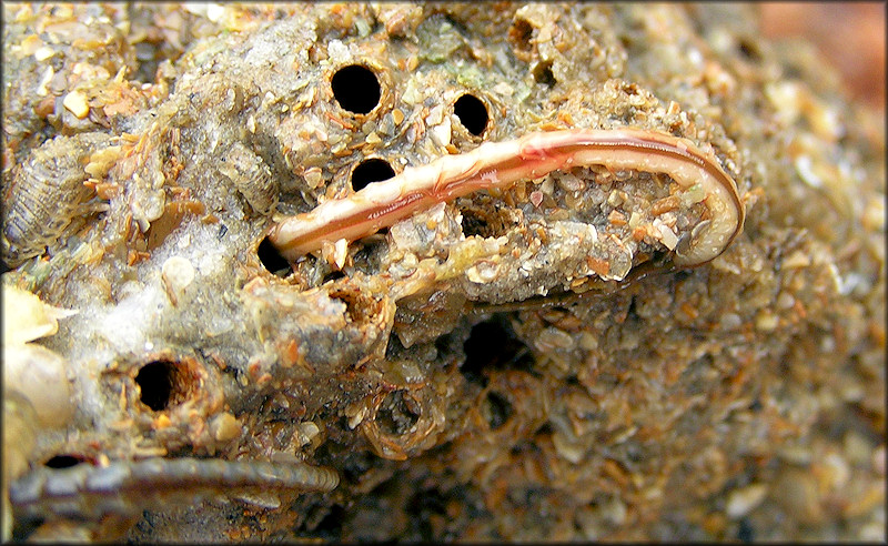 Phragmatopoma lapidosa Polychaete Reef-building Worm