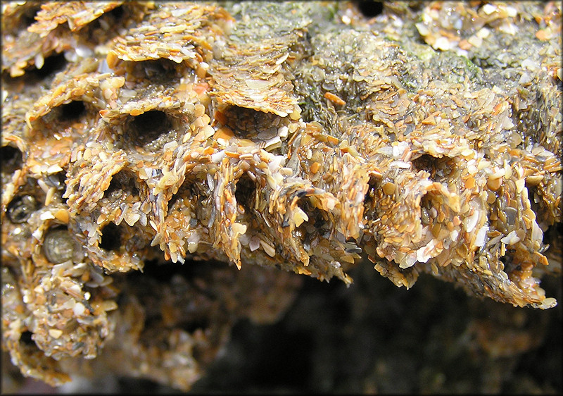 Phragmatopoma lapidosa | Polychaete Reef-building Worm