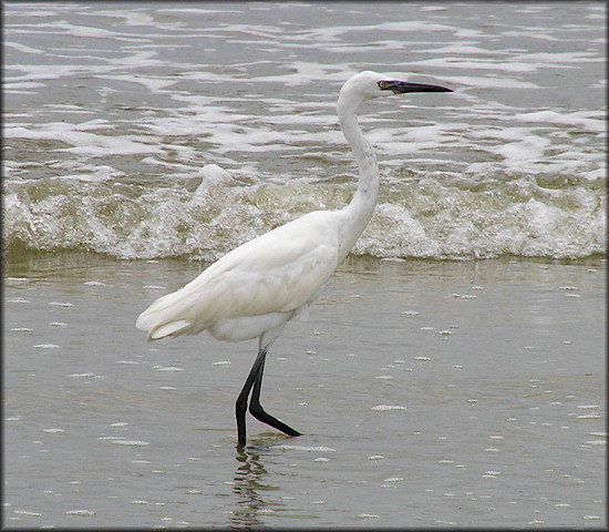 Egretta rufescens Reddish Egret White Morph